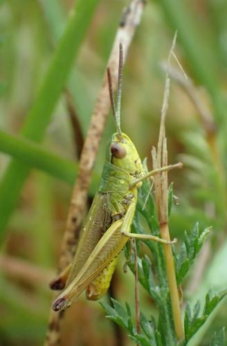 Réf. 243 657 : Pseudochorthippus parallelus parallelus